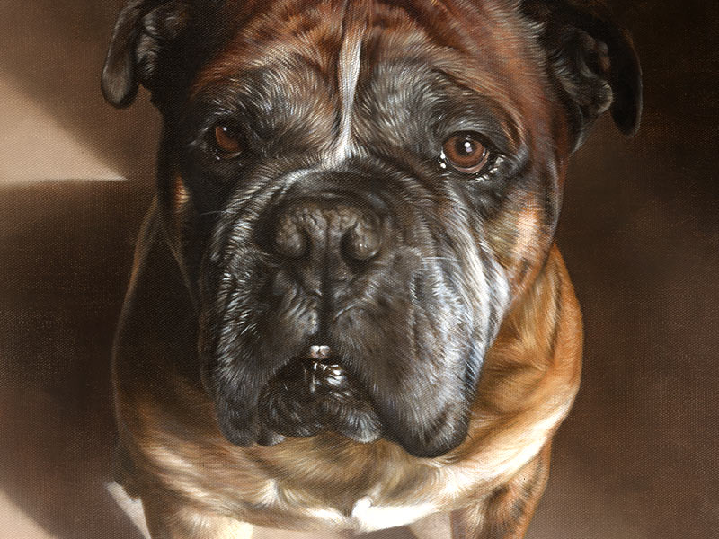 Oil Pet Portrait of Boomer