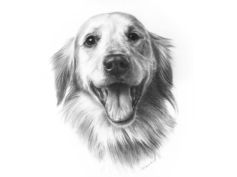 Pencil Pet Portrait of Doc