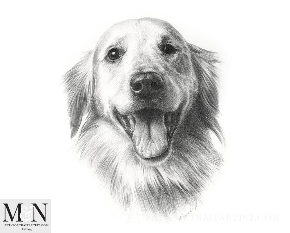 Pet portrait