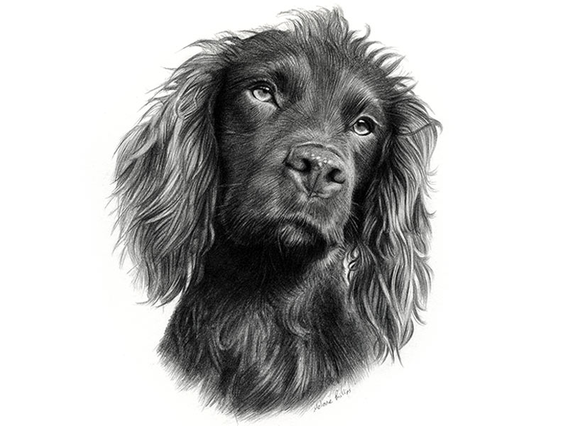 Cocker Spaniel Pencil Pet Portrait