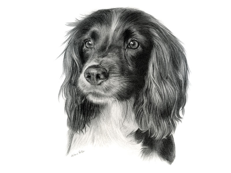 Pencil Pet Portrait of Ella