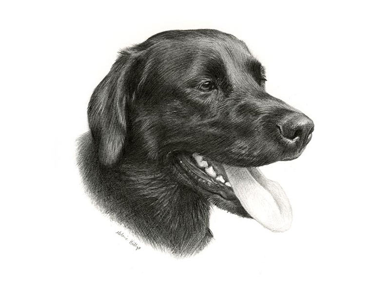 Pencil Dog Portrait of Peppa