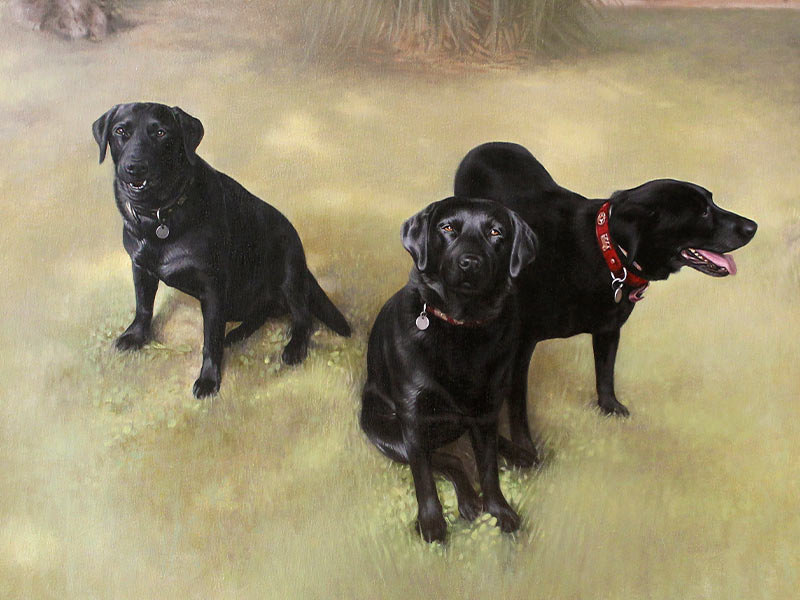 Labrador Dog Portrait