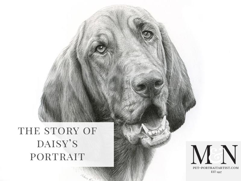 Pencil Pet Portrait of Daisy