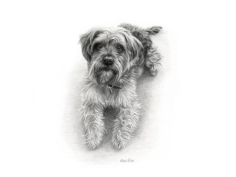 Pencil Drawing of Murphy