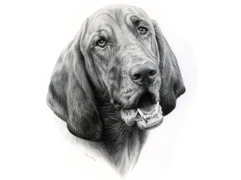 Pencil Pet Portrait of Daisy