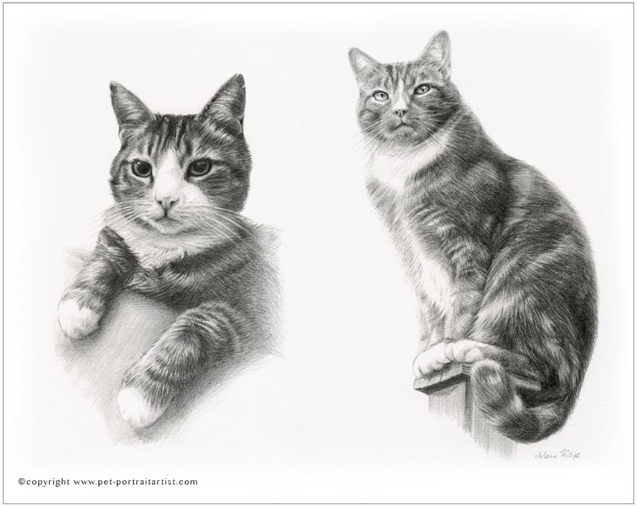 Cat Pencil Drawing of Rufus and Floyd