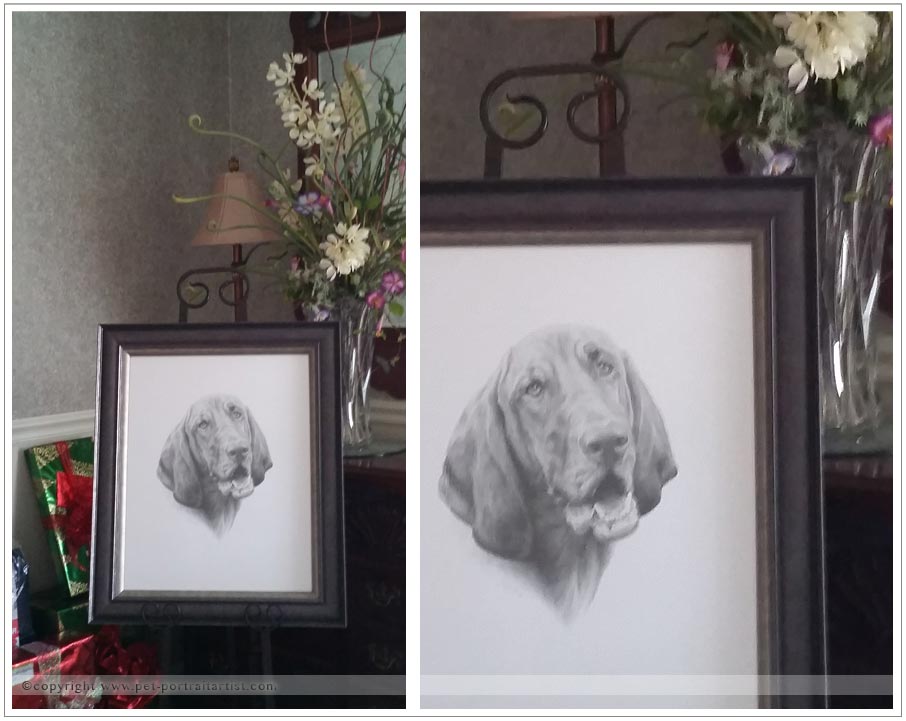 Pencil Pet Portrait of Daisy