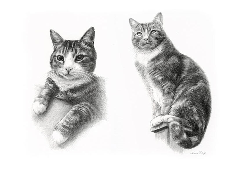 Cat Drawing of Rufus & Floyd