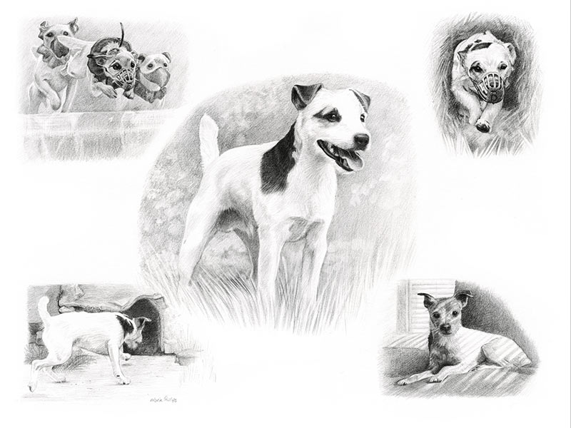 Pencil Pet Portraits Montage