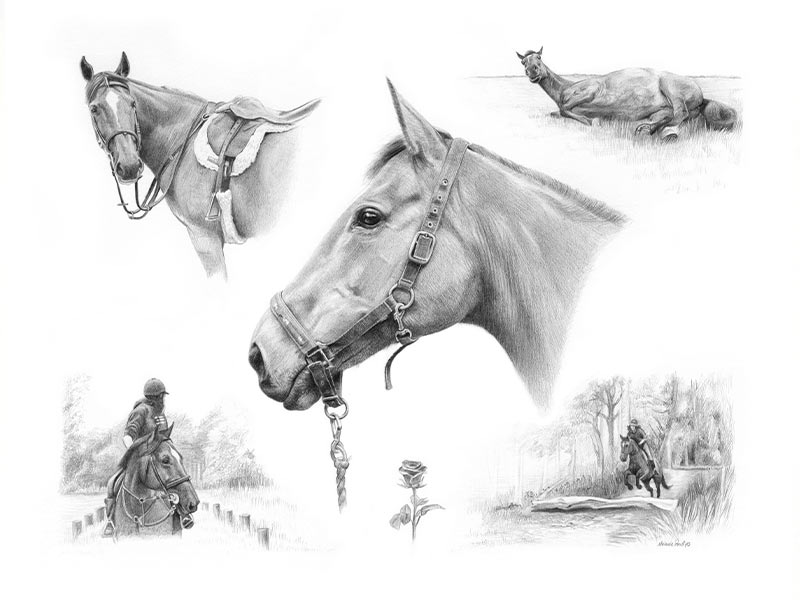 Pencil Horse Montage of Rose