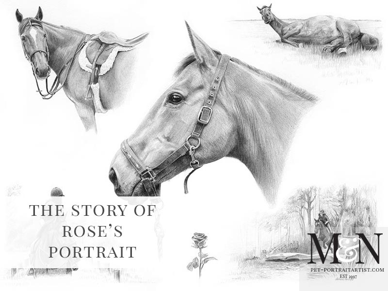 Pencil Horse Montage of Rose