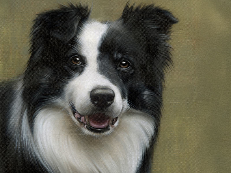 Oil Pet Portrait of Sonny