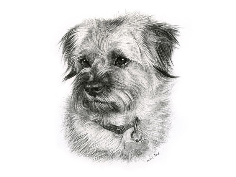 Pencil Pet Portraits of Teasel