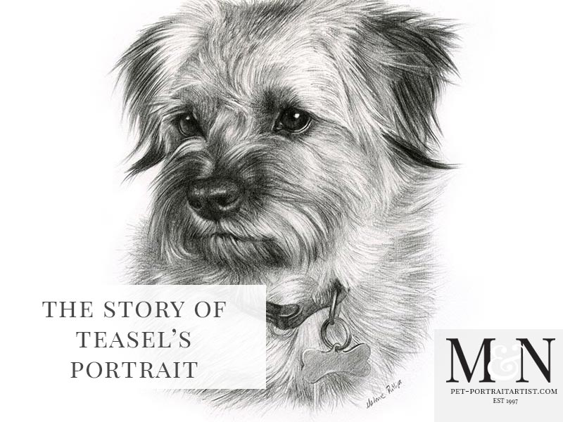 Pencil Pet Portraits of Teasel