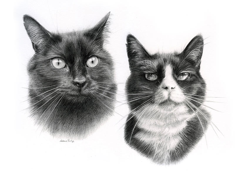 Cat Pet Portraits Pixie and Boots