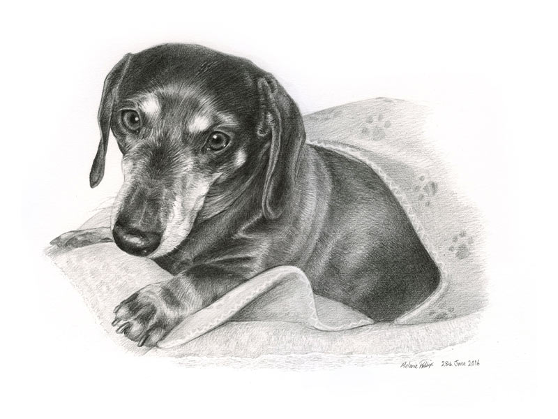 Dachshund Pencil Portraits