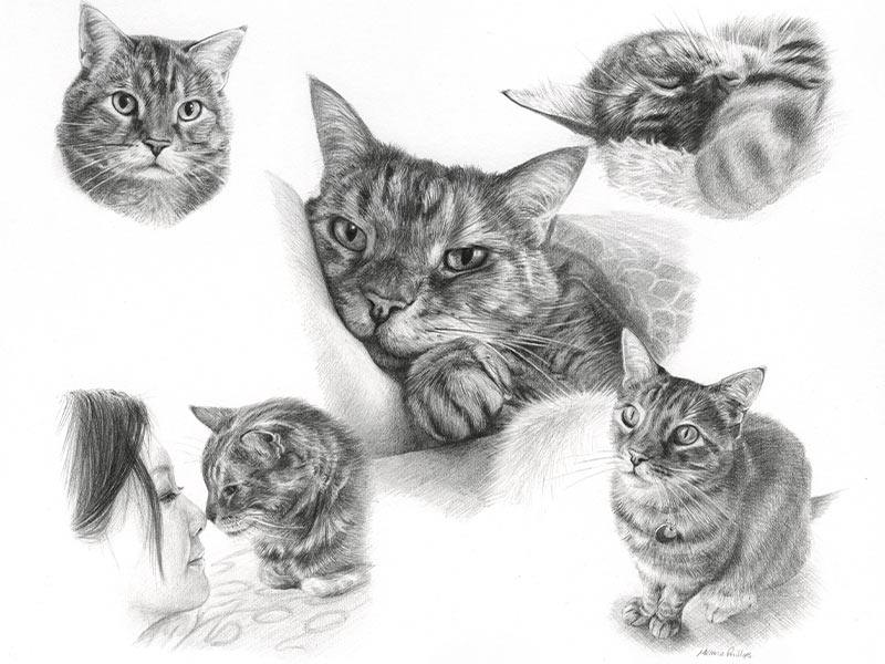 Cat Pencil Pet Portraits Montage