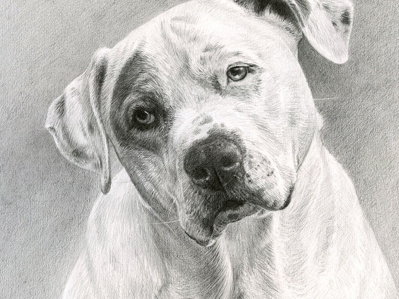 Pencil Pet Portrait of Kilo