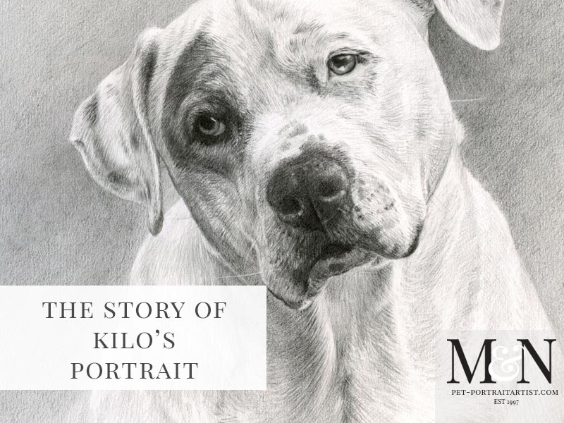 Pencil Pet Portrait of Kilo