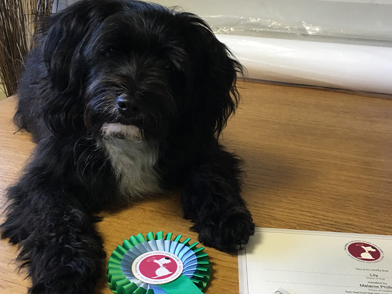 Lily the Tibetan Terrier – We Passed our bronze!