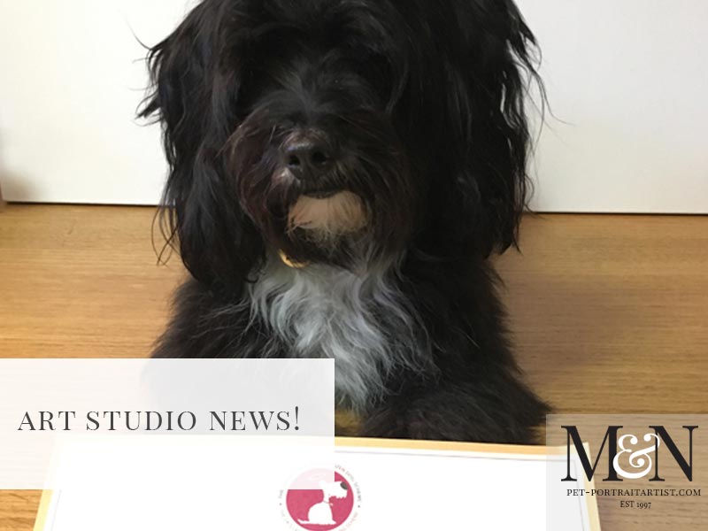 Lily the Tibetan Terrier – We Passed our bronze!