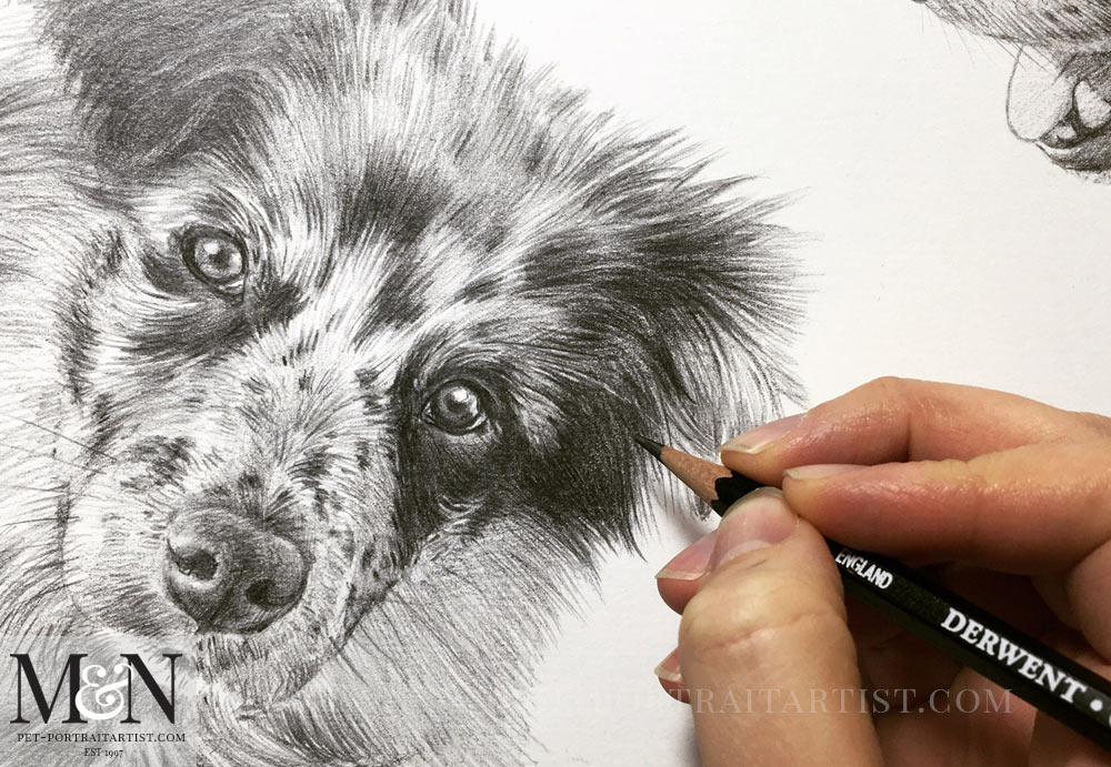 Dog Pencil Drawing of Mike