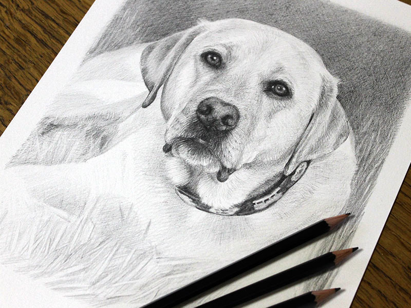 Pencil Portrait of Zeke