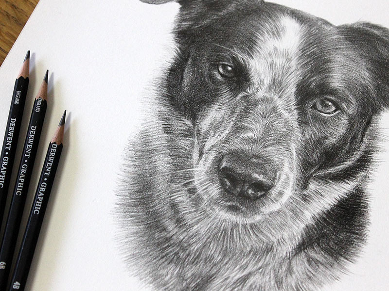 Pencil Portrait of Banjo