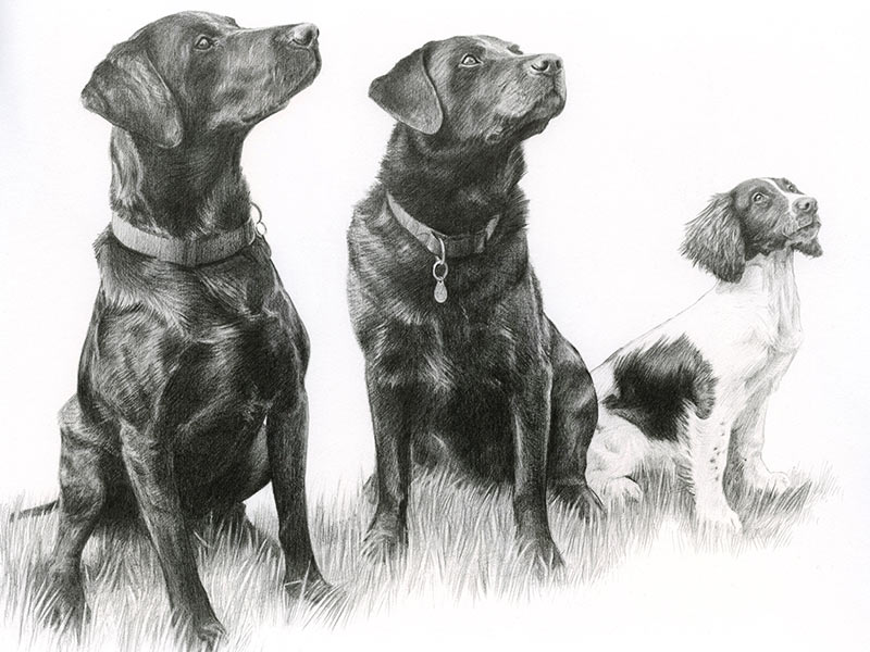 Pencil Portrait of Three Dogs