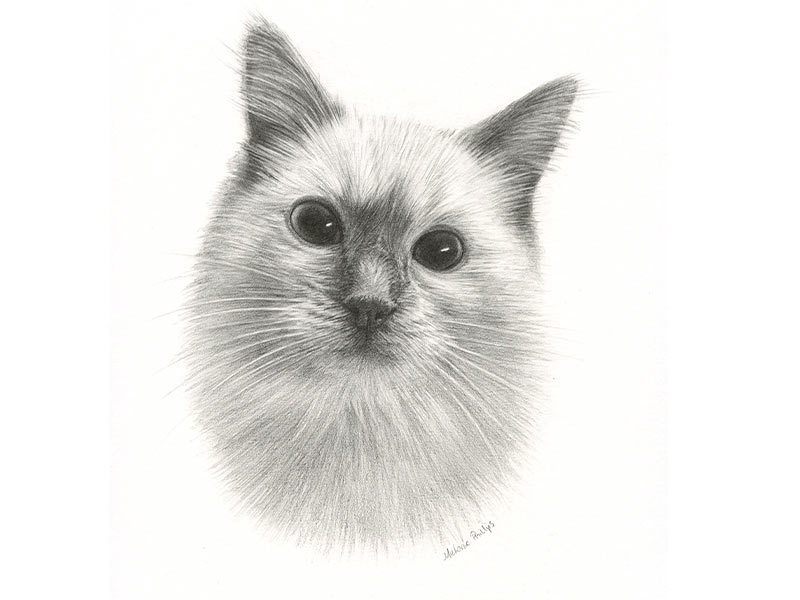 Cat Pencil Drawing of Padstow