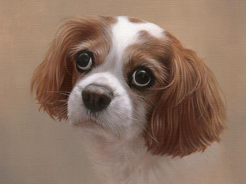 Oil Pet Portrait of Lucky