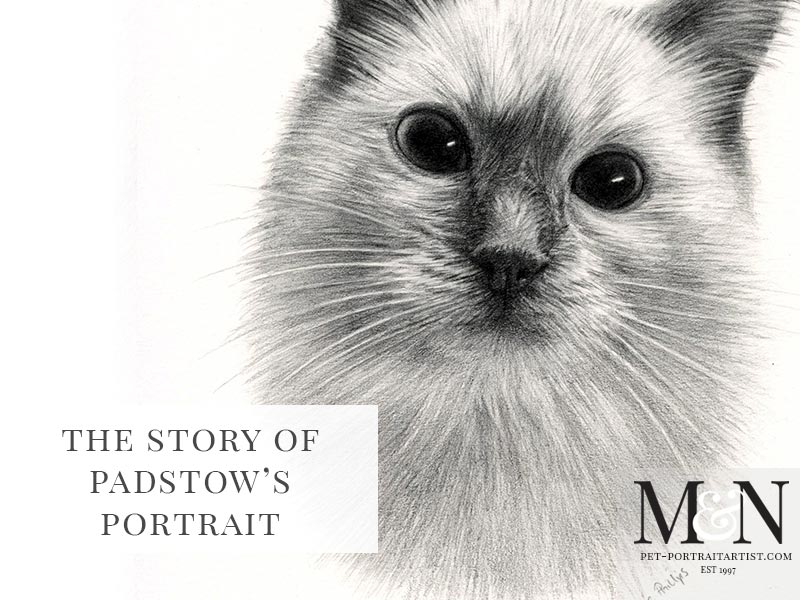 Cat Pencil Drawing of Padstow