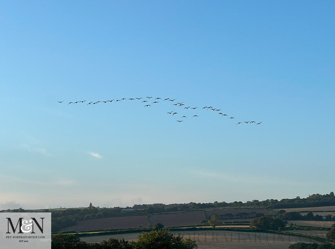 Geese flying in Cornwall 