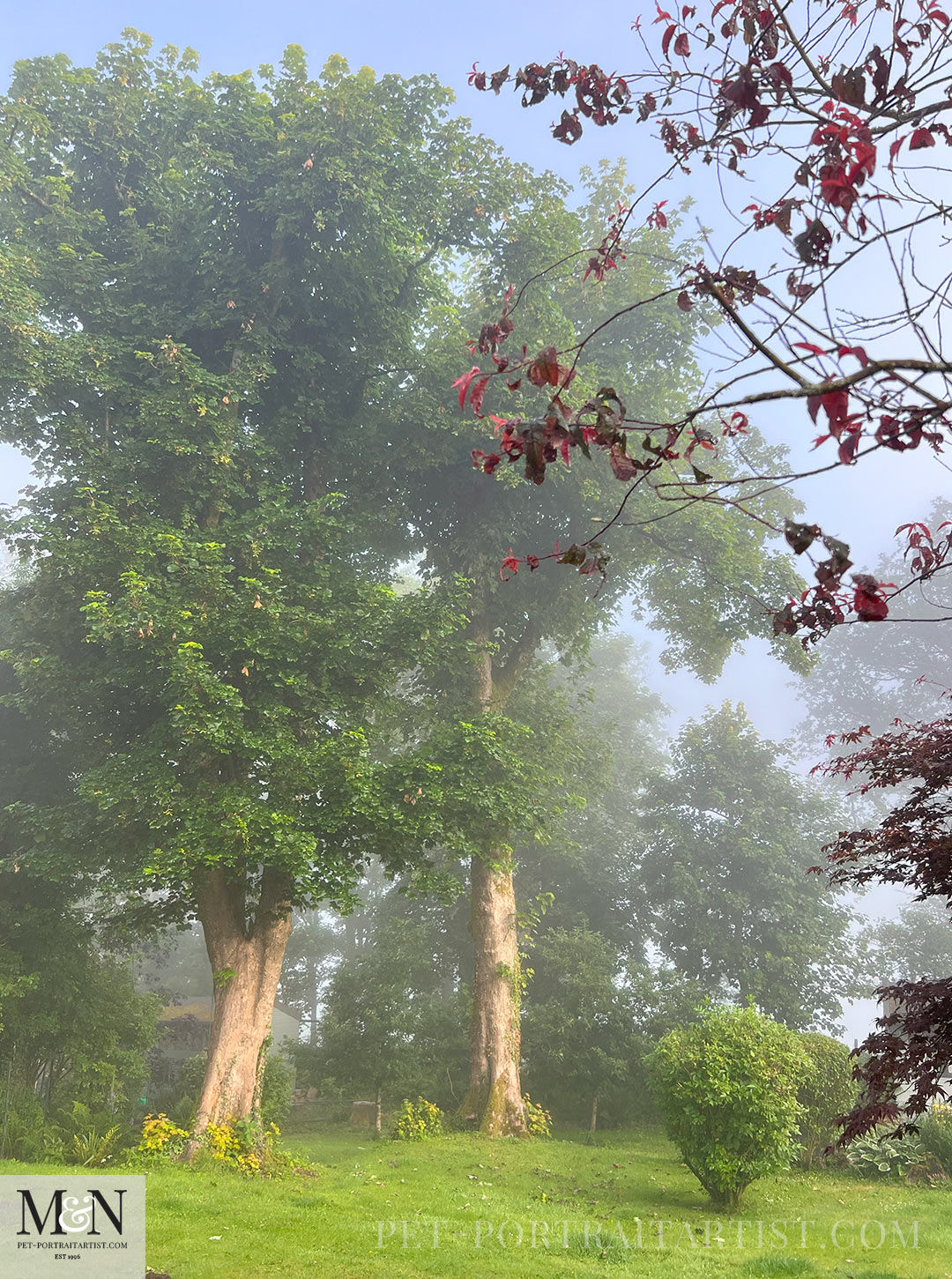 Trees in the mist