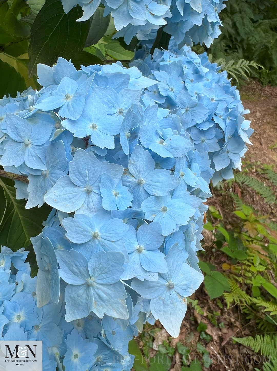 Blue Hydrangeas