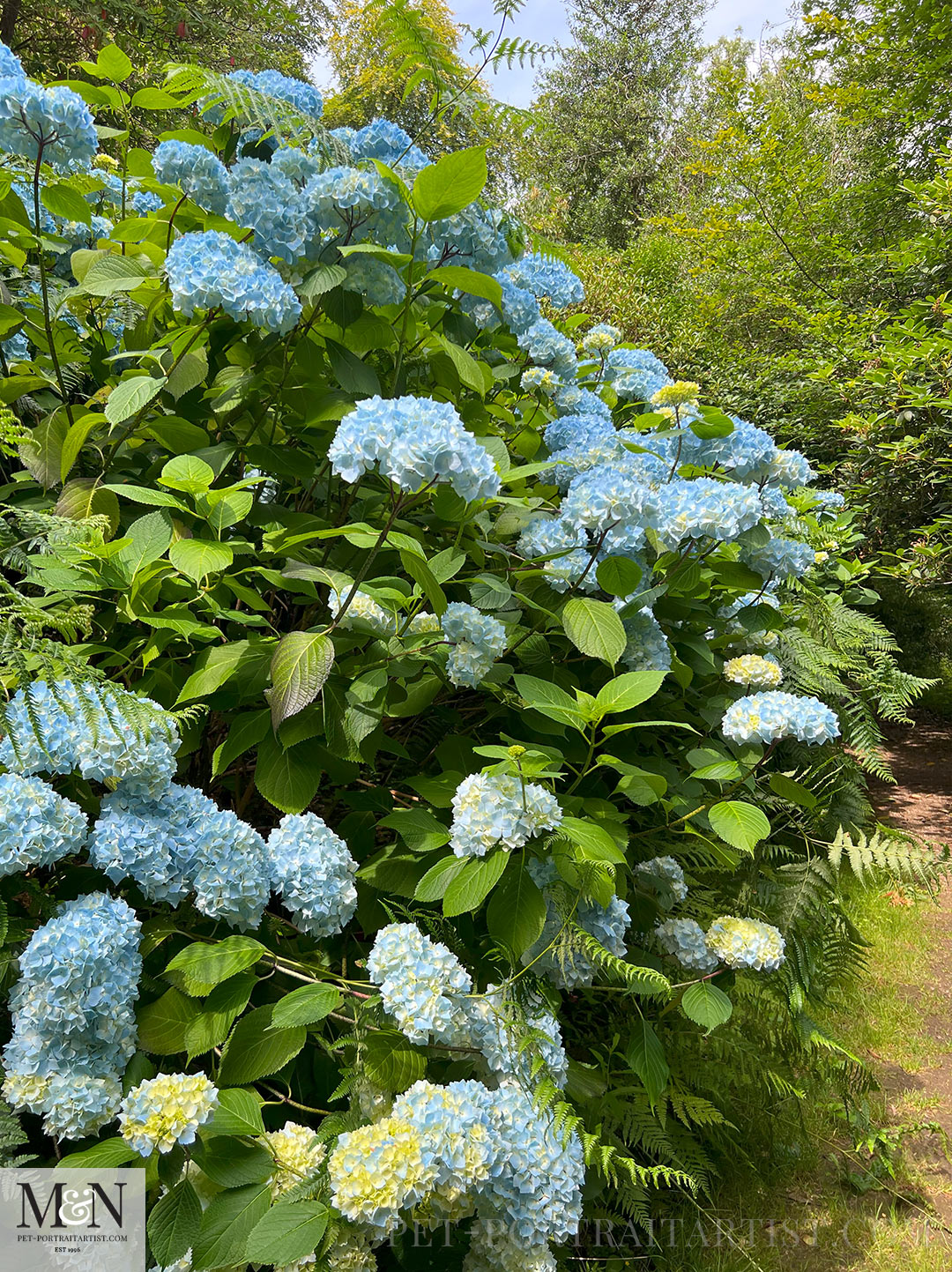 Hydrangeas