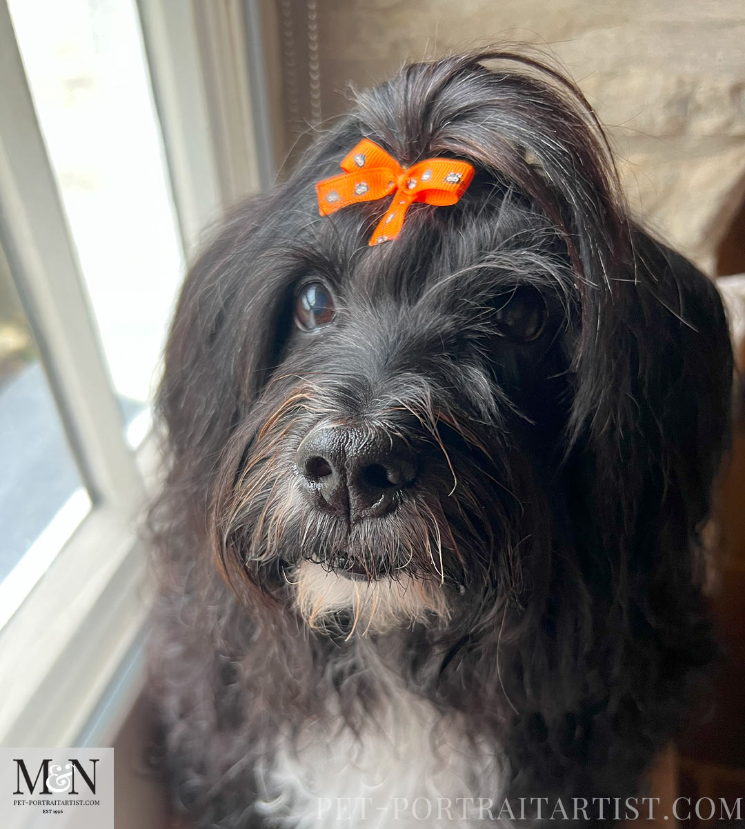 Lily posing with her Halloween bow.