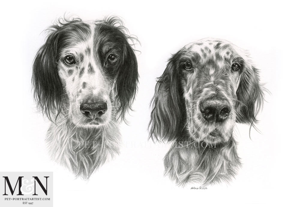 pencil drawing of English Setters