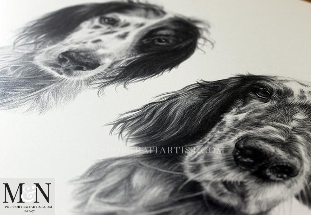 Pencil Drawing of English Setters