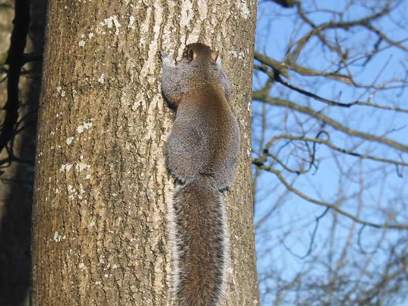 Sunday Squirrels