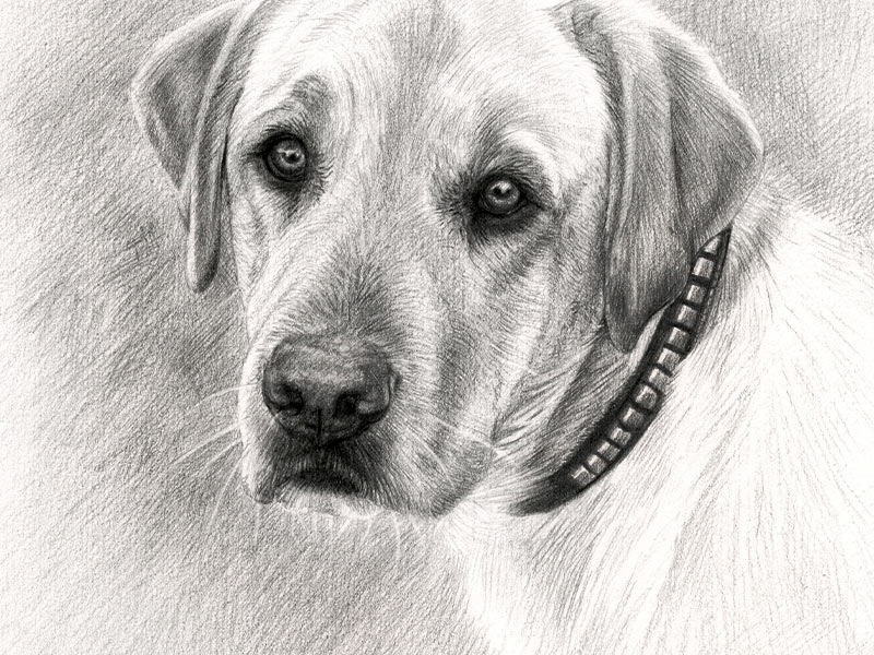 Pencil Pet Portrait of Gus