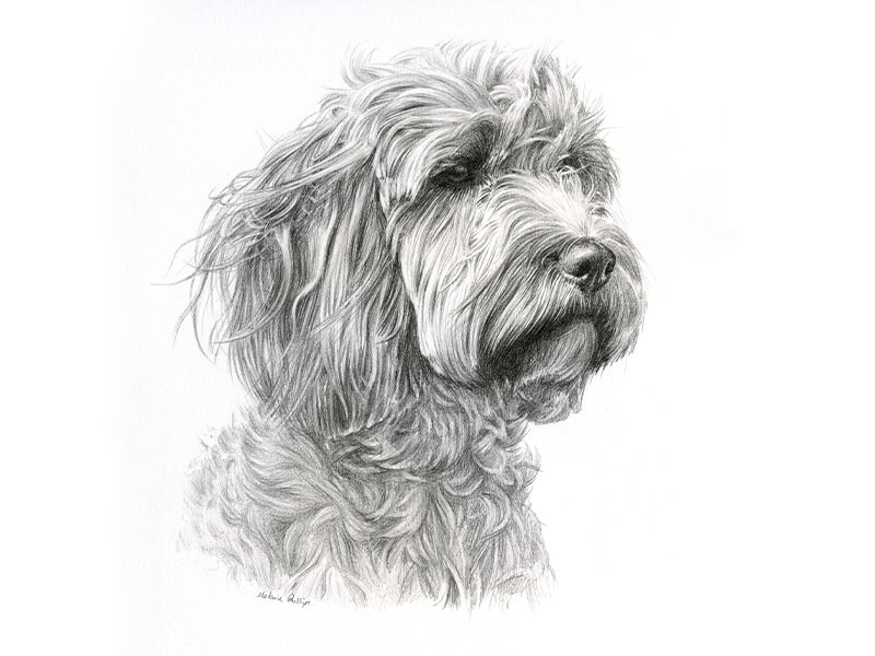 Pencil Pet Portrait of Ziggy