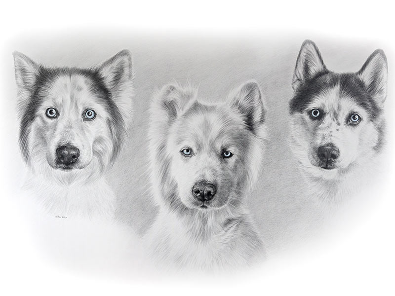 Husky Pencil Pet Portrait