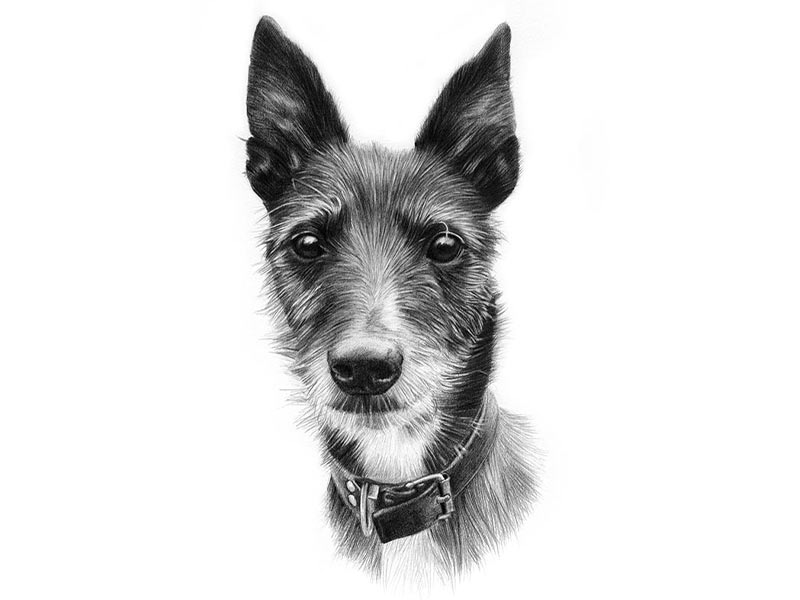 Pencil Pet Portrait of Poppy