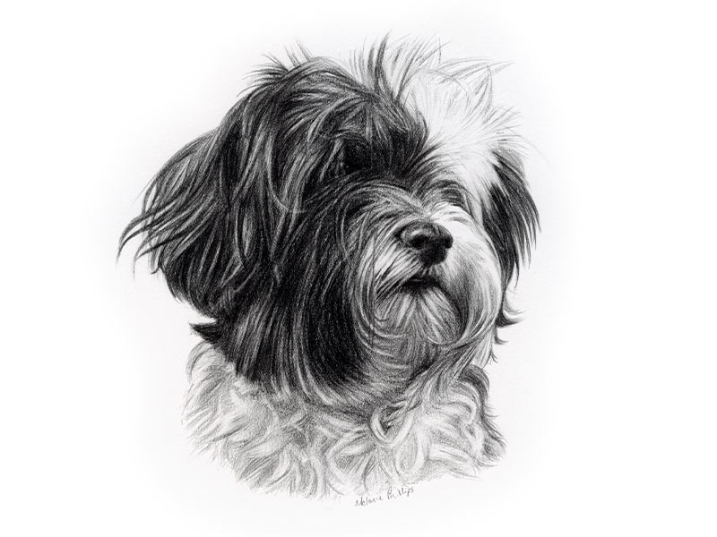 Tibetan Terrier Pet Portraits