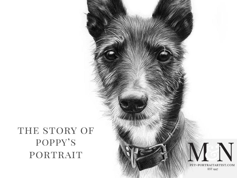 Pencil Pet Portrait of Poppy