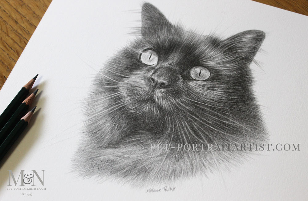 Cat Pencil Portrait of Penny