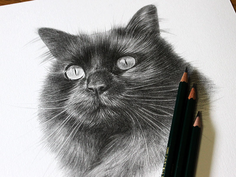 Cat Pencil Portrait of Penny