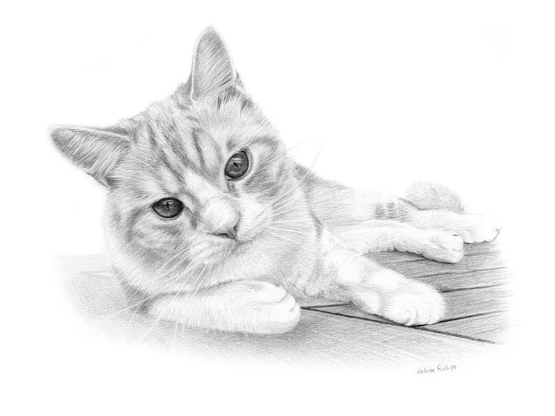 Cat Pencil Drawing of Mungo